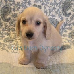 LUCKY 3800 - Cream male Dachshund puppy in Gatesville, Texas from CJ's Dach Dynasty