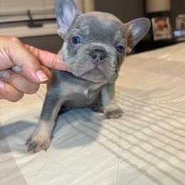 Purple - Blue female French Bulldog puppy in Bolingbrook, Illinois from Flores Frenchies