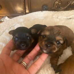 Yorkshire Terriers from Baby Liam & Remy Life