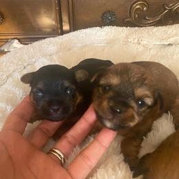 Yorkshire Terriers from Baby Liam & Remy Life