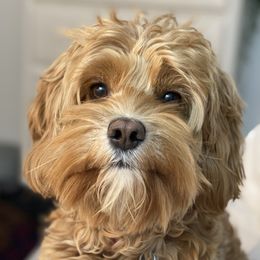 Willow - Cockapoo