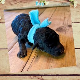 Bernedoodle, Double Doodle, French Bulldog, and Goldendoodle Puppies from Down on the farm Doodles