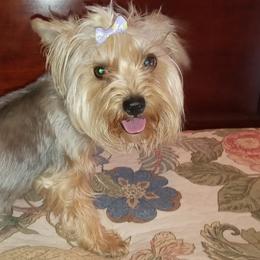 Havanese, Poodles, and Yorkshire Terriers from Ashley Nicole Ranch