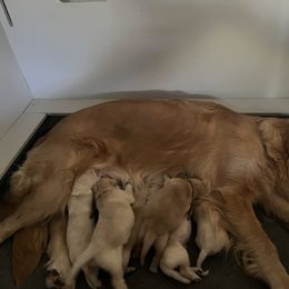 Pink Girl - Golden female Golden Retriever puppy in Amissville, Virginia from Houston’s Golden Haven