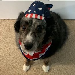 Australian Shepherds from Patricia Brown