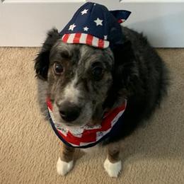 Australian Shepherds from Patricia Brown