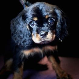 Cavalier King Charles Spaniels from The Furry Godmother Cavaliers