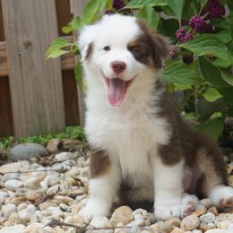 Miniature American Shepherds from Gemstone Minis