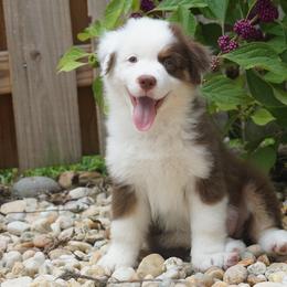 Miniature American Shepherds from Gemstone Minis