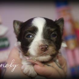 Barnaby - Chocolate, tan and white male Yorkshire Terrier puppy in Warren, Michigan from Danielle's Yorkie & Shih Tzu Babies