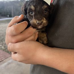 Nutmeg - Red phantom female Aussiedoodle puppy in Yellville, Arkansas from Ozark Mountain Doodles & Pugs