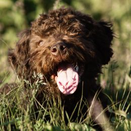 Xena - Lagotto Romagnolo