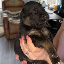 Boy 6 - Black and red German Shepherd puppy in Maple Grove, Minnesota from Von Palmore Hof