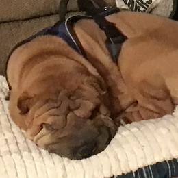 Flame - Chinese Shar-Pei