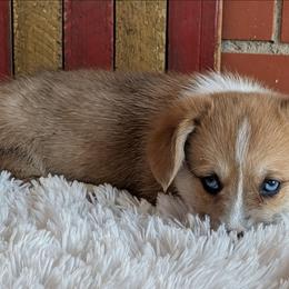 Kyle - Red merle and white male American Corgi puppy in Shawnee, Oklahoma from Sunray Ranch