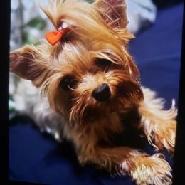 Yorkshire Terrier Puppies from Heaven Sent Yorkies