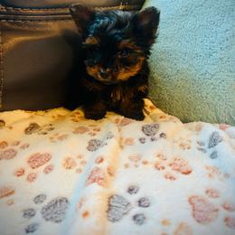 Titan - Black and tan male Yorkshire Terrier puppy in Ocala, Florida from Top Notch Pupz