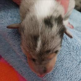 Blue Girl 4 - Blue merle white and tan female Collie puppy in Nunn, Colorado from Kingsgift Collies