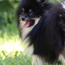 Secret - Pomeranian