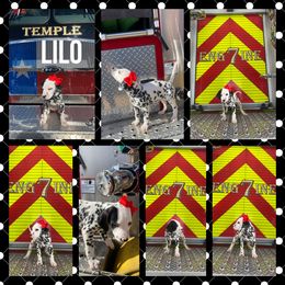Girl 3 - White and black Dalmatian puppy in Waxahachie, Texas from Tiff’s Dalmatian Plantation