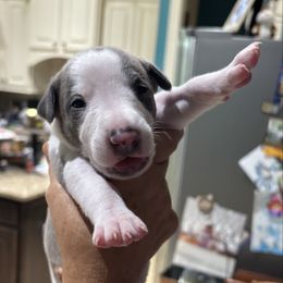 Valentino - White and fawn male Whippet puppy in Katy, Texas from Texas Diamond Whippets