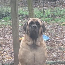 Girl 1 - female Mastiff puppy in Strafford, Missouri from Hug-A-Mug Mastiffs