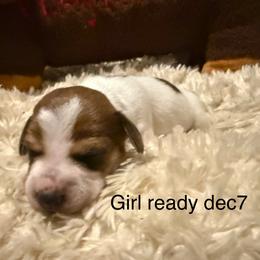 Herminonie - Piebald female Dachshund puppy in Onalaska, Texas from Nicholes Doxies
