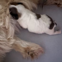 Boy 1 - Gold and white Shih Tzu puppy in Oxon Hill, Maryland from Shihtzus4life