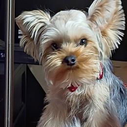 Alex (Alexander) - Blue and gold male Yorkshire Terrier puppy in Potomac, Maryland from Fabiana's Yorkshire Terriers