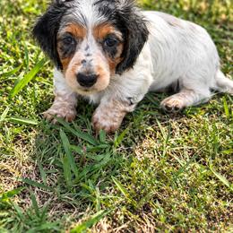 Princess - Dapple female Dachshund puppy in Pleasant Plains, Arkansas from JGBs Silver Spur Dachshunds
