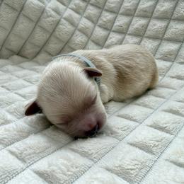 Girl 3 - female Maltipoo puppy in Mesa, Arizona from Marci's Maltipoos