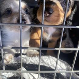 Dachshund Puppies from LPS weenies