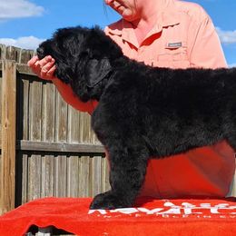 Black Collar Girl - Black female Black Russian Terrier puppy in Hernando, Florida from Dark Paradise