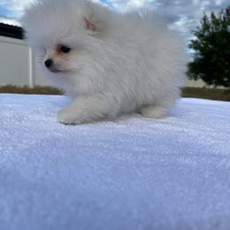Pomeranian Puppies from POMERLAND exotic Pomeranians of Orlando