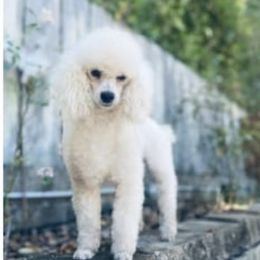 Lancelot - White male Poodle puppy in Poplarville, Mississippi from Southern Belle Poodles