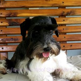Dee Dee - Miniature Schnauzer