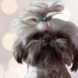 Shih Tzus from AKC Shih Tzu’s of the South