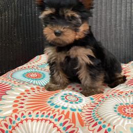 Shih Tzu and Yorkshire Terrier Puppies from Silver Bells Paw Prints