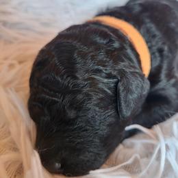 Orange-Collar - Black female Goldendoodle puppy in Fairmont, West Virginia from Mountainside Doodles, LLC