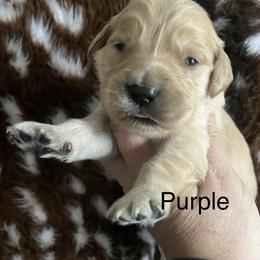 Purple - Golden female Golden Retriever puppy in Jesup, Georgia from Painted Platinum Retrievers (Painted Platinum Kennel) PPK