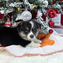 Tornado - Black and tan male Pembroke Welsh Corgi puppy in Charleston, Arkansas from Hilltop Corgis