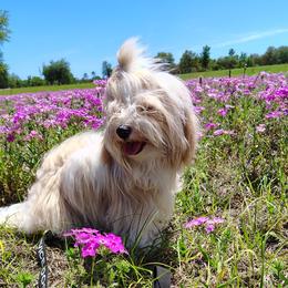 Gracie - Gold sable female Havanese puppy in Gainesville Ocala, Florida from Curly Que Standard Poodles and Havanese