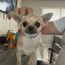 Lito - Fawn and white male Chihuahua puppy in Miami, Florida from GioVel Chihuahua and Italian greyhounds