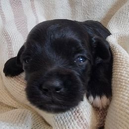 Girl 1 - Havapoo puppy from Little Wyo Doodles