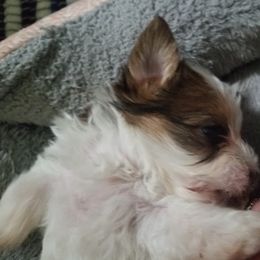 Dachshund and Yorkshire Terrier Puppies from Kimberly's Lovable Littles