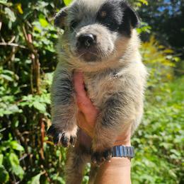 Blue boy 1 - Blue male Australian Cattle Dog puppy in Dalton, Pennsylvania from Whiteduck Mountain Kennel AKC Australian Cattle Dogs and Windy Hill Acres Kennel LLC AKC Fox Red Labrador Retrievers