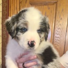 Sgt Pepper - Blue merle Australian Shepherd puppy in Allenton, Wisconsin from Jump Jivin Aussies