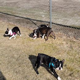 Boston Terrier Puppies from Big Sky Bostons