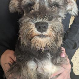 AKC 26008 - Salt and pepper female Miniature Schnauzer puppy in Mount Airy, Georgia from Miniature Schnauzers GA, LLC