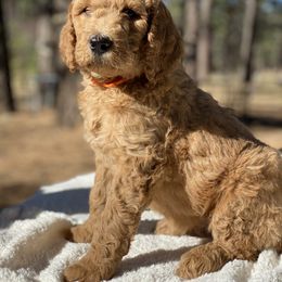 Goldendoodle Puppies from Willow Tree Goldendoodles